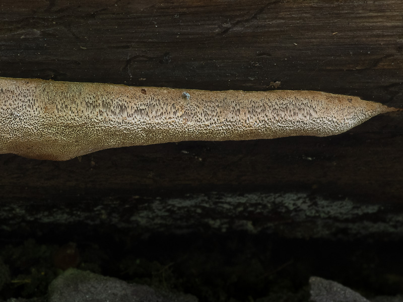 Phellinus pouzarii